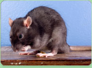 rat control Felixstowe